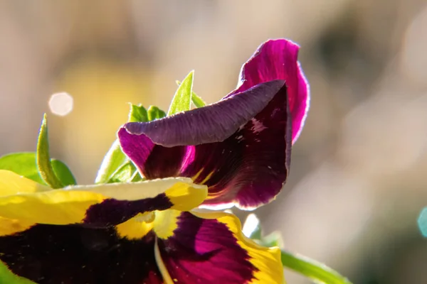Фіолетова Жовта Квітка — стокове фото