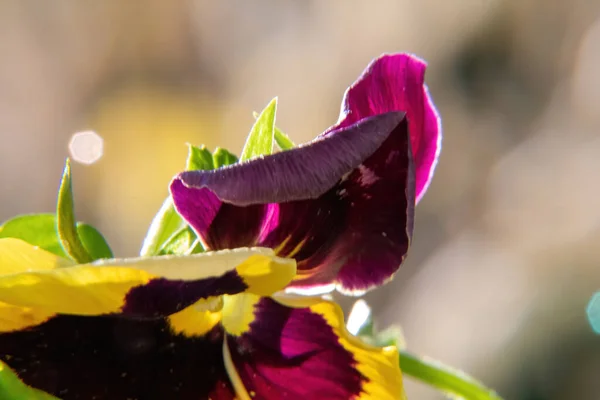 Purple Yellow Flower — Stock Photo, Image