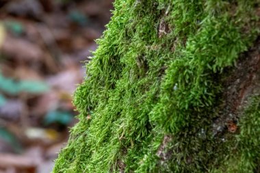 Ağaç kabuğunda yosun