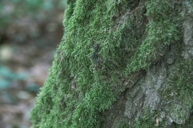 Ağaç kabuğunda yosun