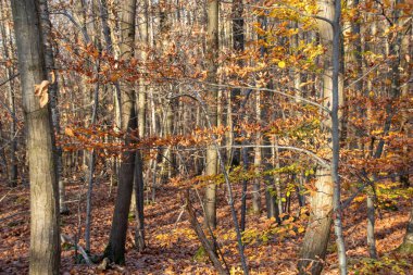 Sonbaharda sonbahar ormanı