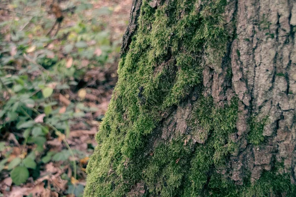 Musgo Casca Árvore — Fotografia de Stock