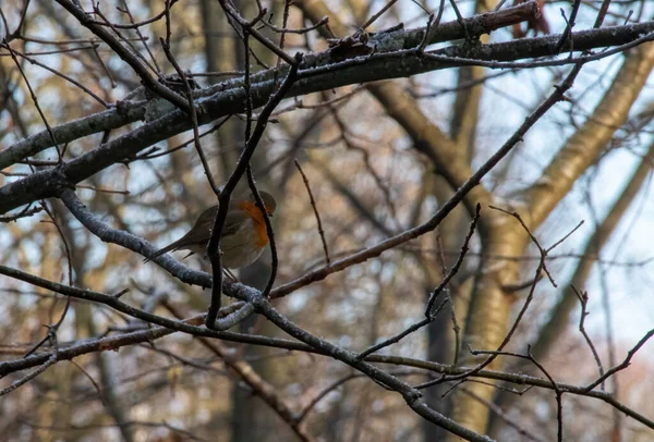 Robin Bir Dalda — Stok fotoğraf