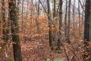 Sonbahar ormanı sabahları