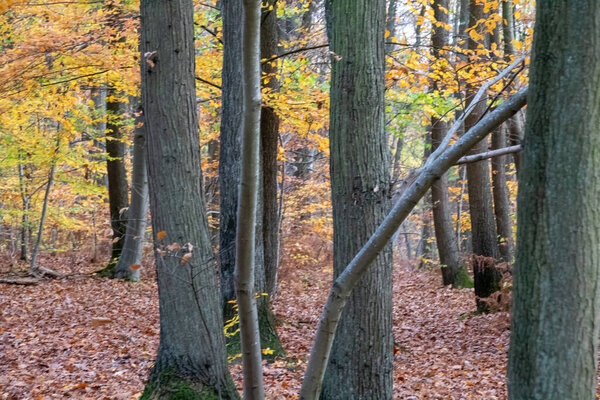 autumn forest in the morning