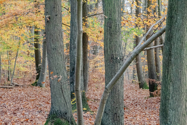 autumn forest in the morning