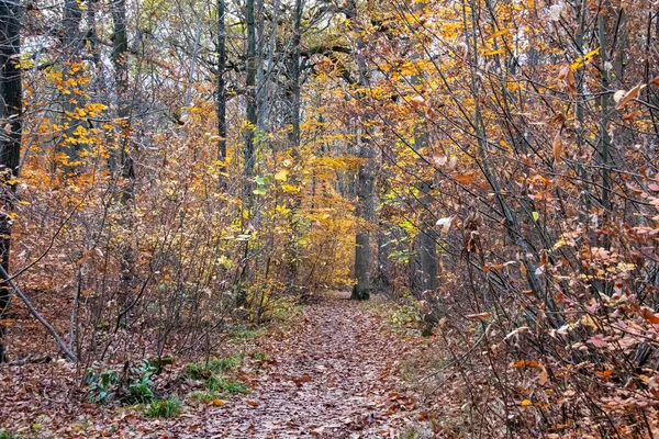 Foresta Autunnale Mattino — Foto Stock