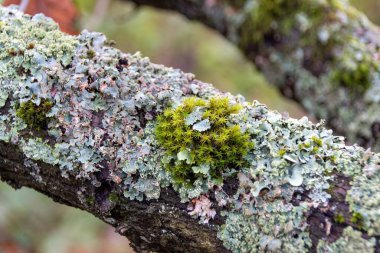 Bir yosunun kapağını kapat
