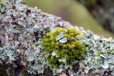 Bir yosunun kapağını kapat