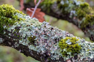 Bir yosunun kapağını kapat