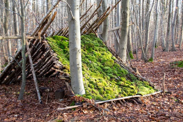 Child Cabin Woods — Stock Photo, Image