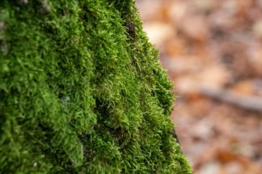 Ağaç Gövdesinde Yosun