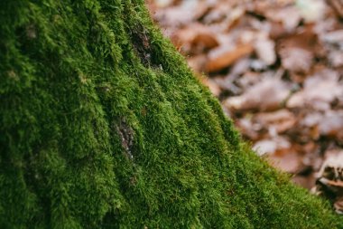 Ağaç Gövdesinde Yosun