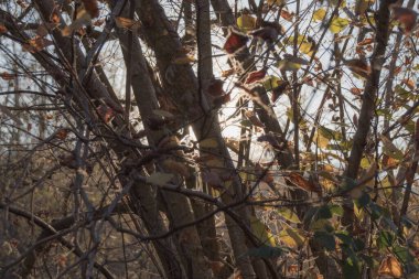 Ormanda gün batımı