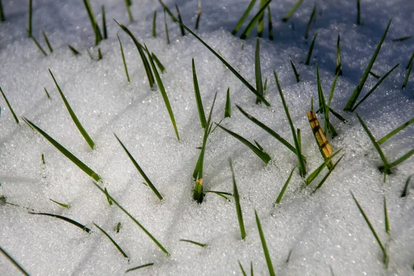 Gras Schnee — Stockfoto