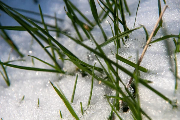 Gras Sneeuw — Stockfoto