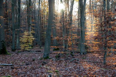 Sonbahar ormanı sabahları