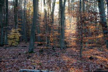 Sonbahar ormanı sabahları