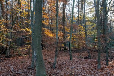 Sonbahar ormanı sabahları