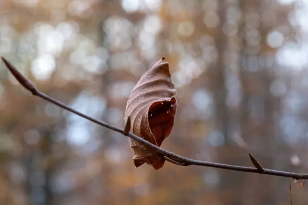 Hojas Otoño Suelo — Foto de Stock