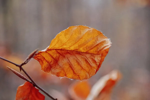 Höst Löv Marken — Stockfoto