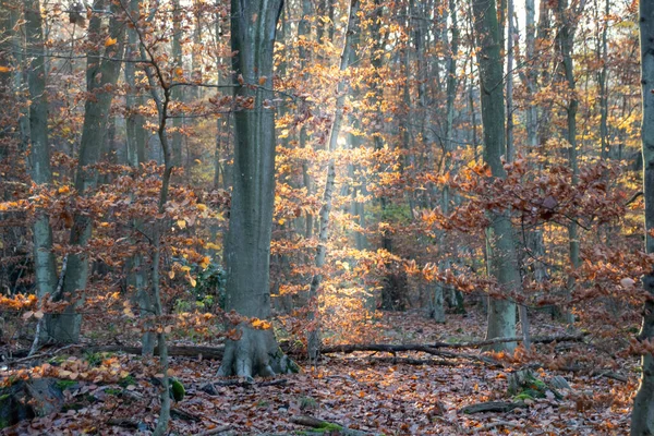 Floresta Outono Manhã — Fotografia de Stock