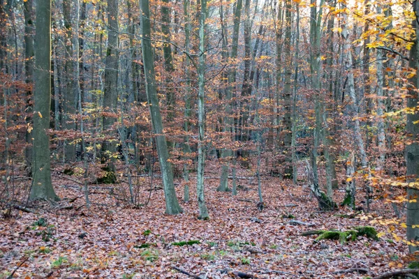 Floresta Outono Manhã — Fotografia de Stock