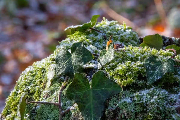 Grön Mossa Ett Träd — Stockfoto