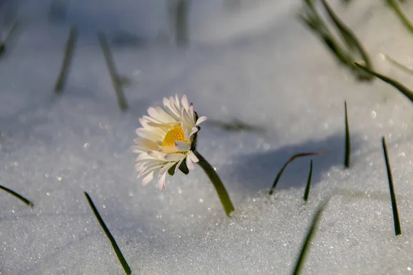 Fiore Margherita Nella Neve — Foto Stock