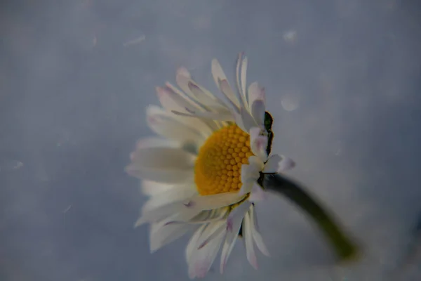 雪の中のデイジーの花 — ストック写真
