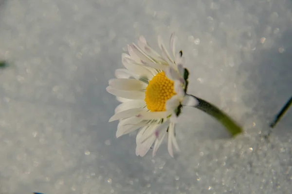 Daisy Flower Snow — Stock Photo, Image