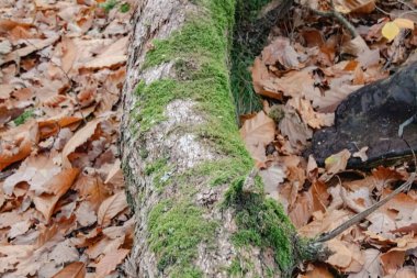 Ormandaki ağaçta yosun.