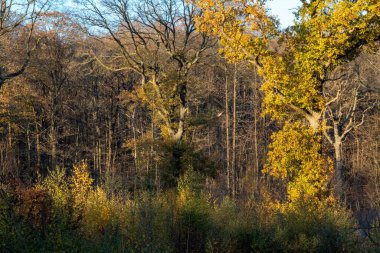 Sonbahar ormanı sabahları