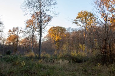 Sonbahar ormanı sabahları