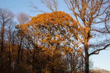 Sonbahar ormanı sabahları