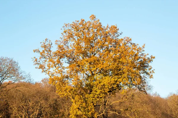 Floresta Outono Manhã — Fotografia de Stock