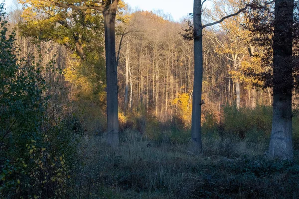 秋天的森林在早晨 — 图库照片