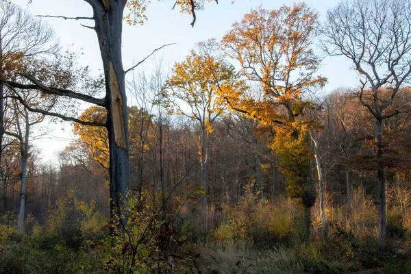秋天的森林在早晨 — 图库照片