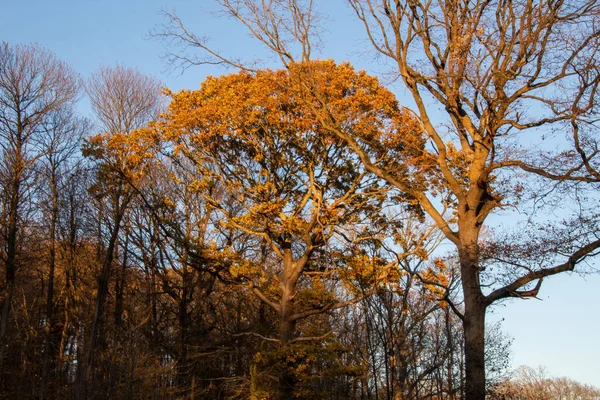 Осінній Ліс Вранці — стокове фото