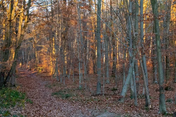 Foresta Autunnale Mattino — Foto Stock