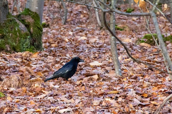 Corbeau Dans Forêt Automne — Photo