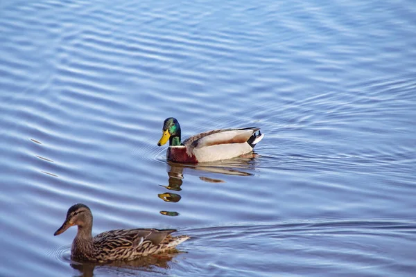 鸭在湖上 — 图库照片