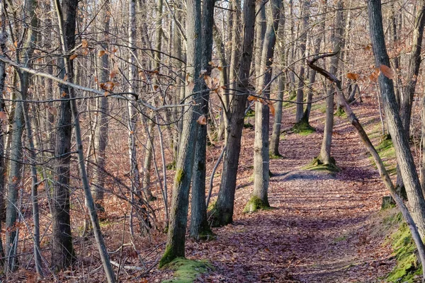 Autunno Nel Bosco — Foto Stock