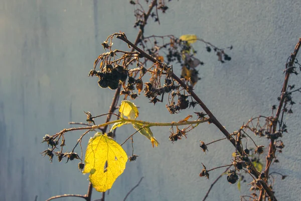 Hojas Otoño Árbol — Foto de Stock