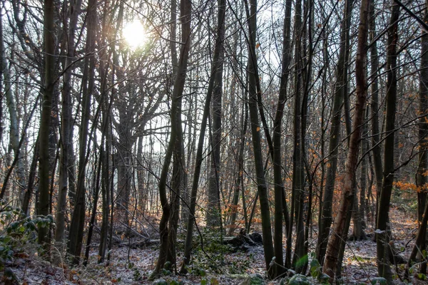Wald Morgen — Stockfoto