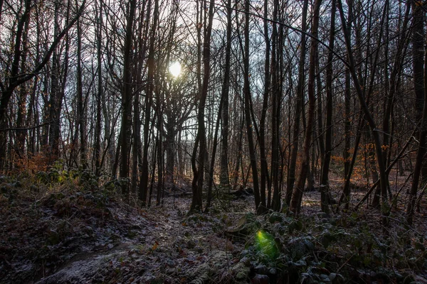 Foresta Mattino — Foto Stock