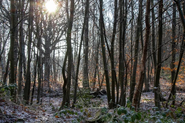 Ліс Вранці — стокове фото