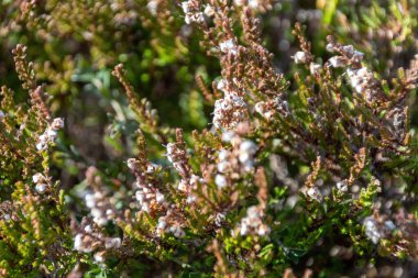 Catkins ile dalları kapatın