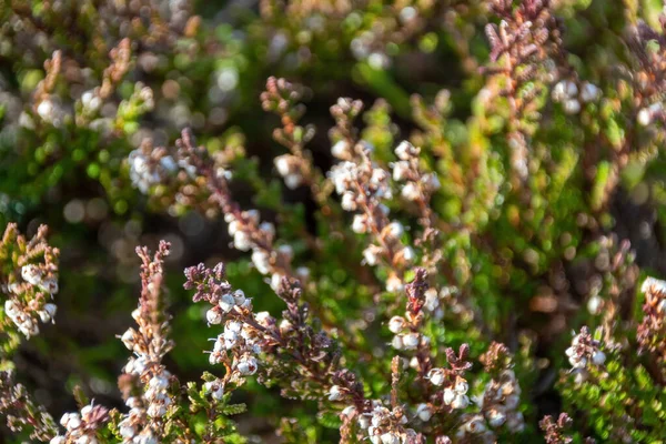 Close Ramos Com Catkins — Fotografia de Stock