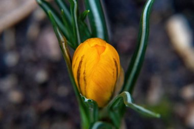 Bahçedeki sarı çiçek